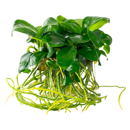 Anubias barteri nana mit Wurzeln
