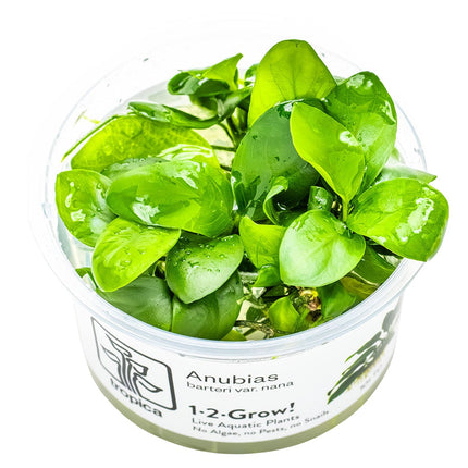 Anubias barteri nana