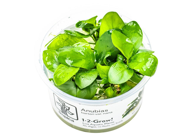 Anubias barteri nana
