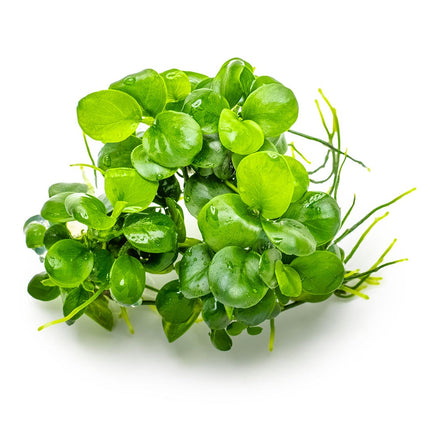 Anubias barteri var. nana 'Mini Coin'