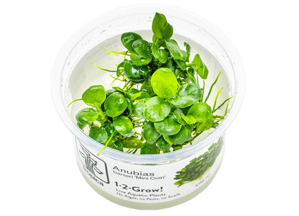Anubias barteri var. nana 'Mini Coin'