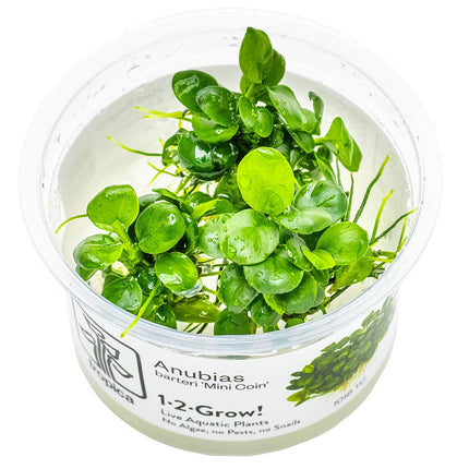 Anubias barteri var. nana 'Mini Coin'