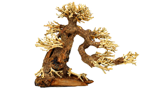 Aqua-Bonsai M 23x30cm (HxL)
