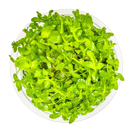Bacopa caroliniana - Großes Fettblatt von Oben