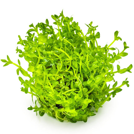 Bacopa caroliniana - Großes Fettblatt ohne Topf