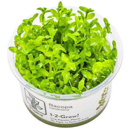 Bacopa caroliniana - Großes Fettblatt