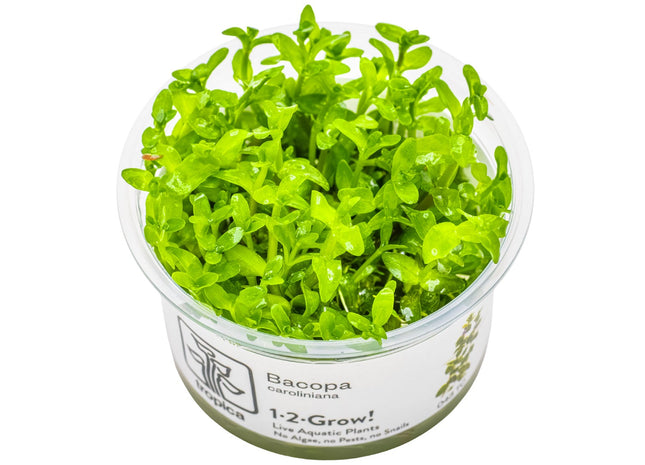 Bacopa caroliniana - Großes Fettblatt