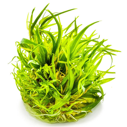 Blyxa japonica - Japanisches Blyxenkraut