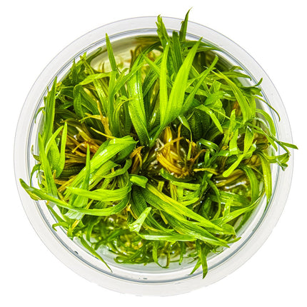 Blyxa japonica - Japanisches Blyxenkraut von oben