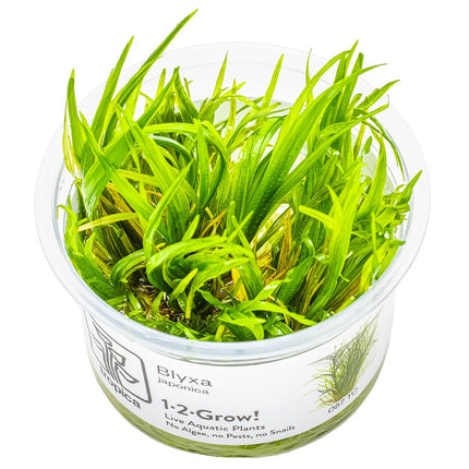 Blyxa japonica - Japanisches Blyxenkraut von der Seite