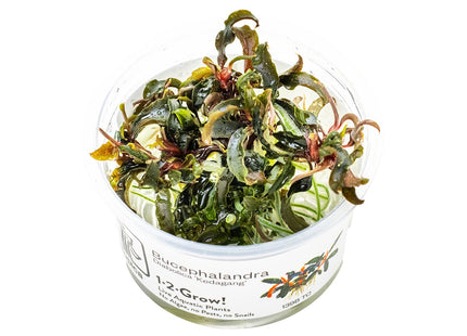 Bucephalandra 'Kedagang' InVitro