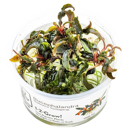 Bucephalandra 'Kedagang' InVitro