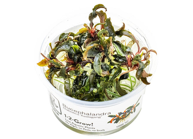 Bucephalandra 'Kedagang' InVitro