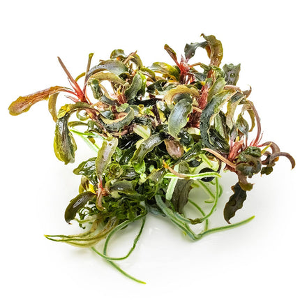 Bucephalandra 'Kedagang' von der Seite