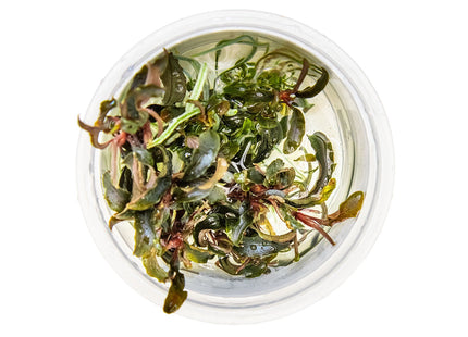 Bucephalandra 'Kedagang' von Oben