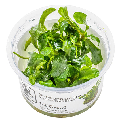 Bucephalandra sp. 'Bukit Kelam'