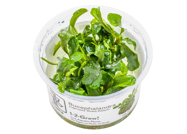 Bucephalandra sp. 'Bukit Kelam'