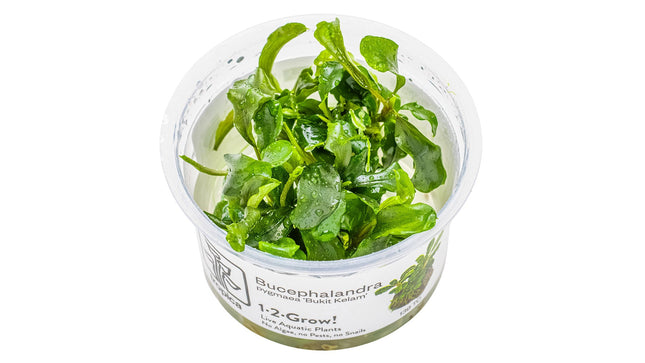Bucephalandra sp. 'Bukit Kelam'