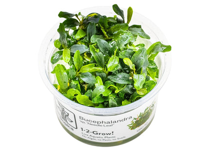 Bucephalandra sp. 'Needle Leaf'