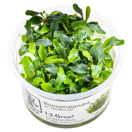 Bucephalandra sp. 'Needle Leaf'