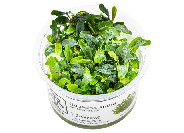 Bucephalandra sp. 'Needle Leaf'