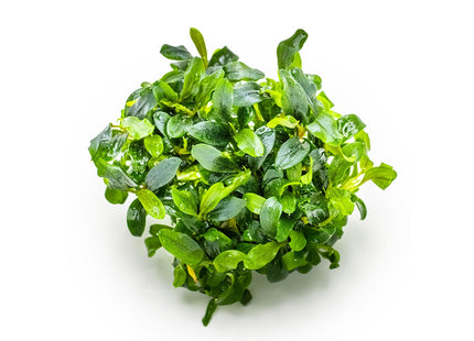 Bucephalandra sp. 'Needle Leaf' ohne Invitro Becher