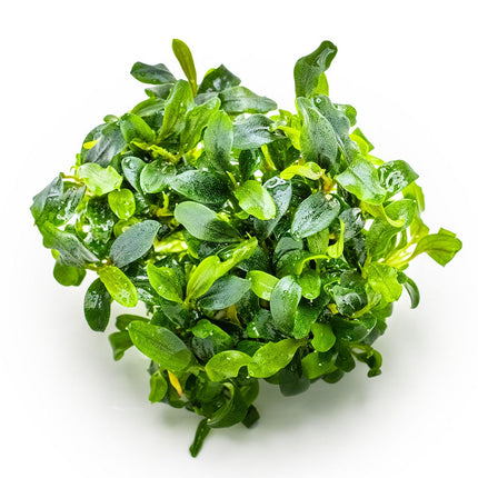 Bucephalandra sp. 'Needle Leaf' ohne Invitro Becher