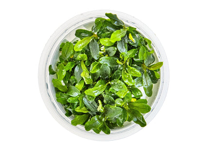 Bucephalandra sp. 'Needle Leaf' von oben