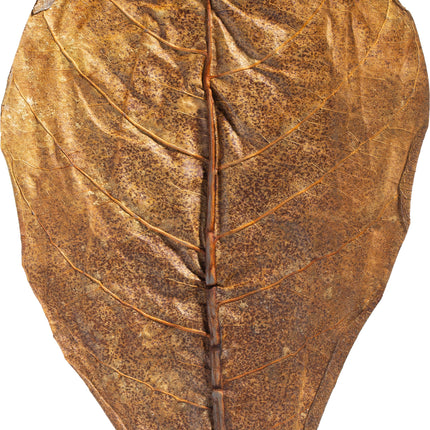 ARKA Catappa Leaves - Seemandelbaumblätter