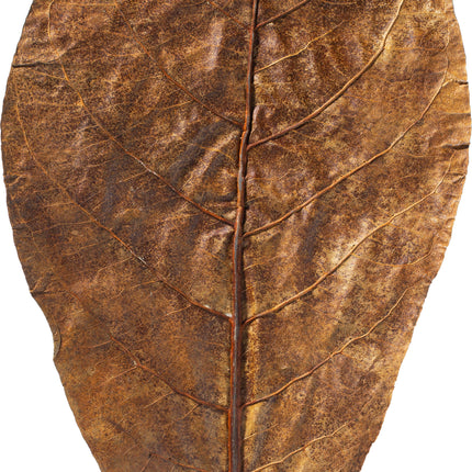 ARKA Catappa Leaves - Seemandelbaumblätter