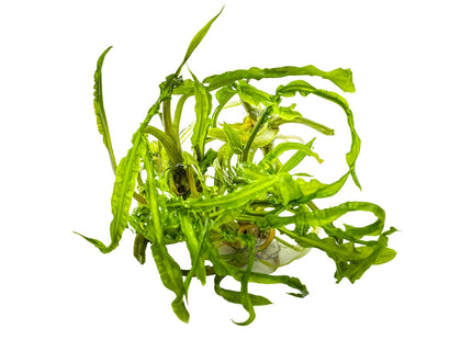 Cryptocoryne crispatula