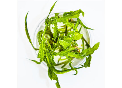 Cryptocoryne crispatula von oben
