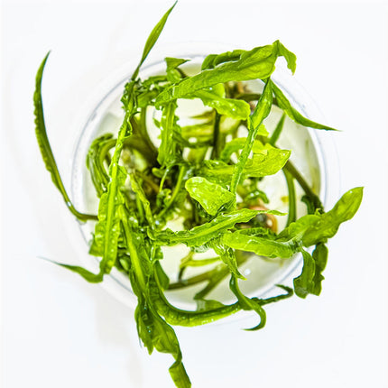 Cryptocoryne crispatula von oben