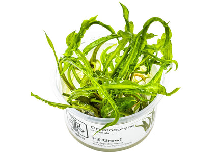 Cryptocoryne crispatula InVitro