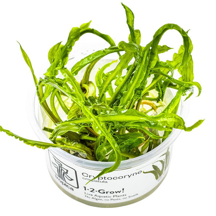 Cryptocoryne crispatula InVitro