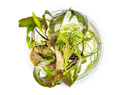 Cryptocoryne nurii von oben