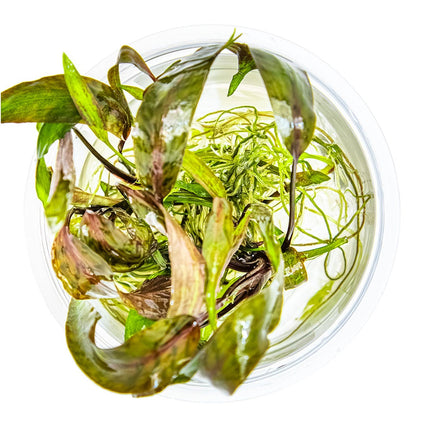 Cryptocoryne nurii von oben