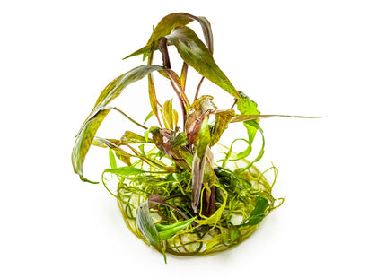 Cryptocoryne nurii