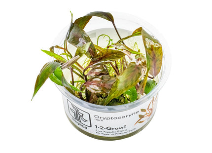 Cryptocoryne nurii inVitro