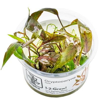 Cryptocoryne nurii inVitro