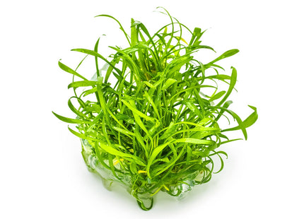 Cryptocoryne parva