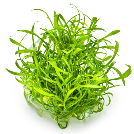 Cryptocoryne parva