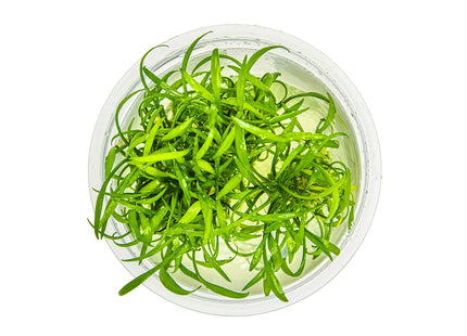 Cryptocoryne parva