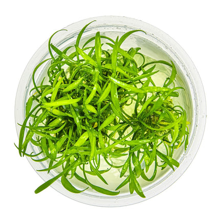 Cryptocoryne parva