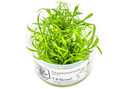 Cryptocoryne parva