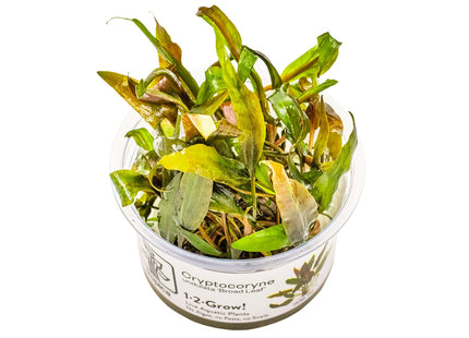 Cryptocoryne undulata 'Broad Leaf' InVitro