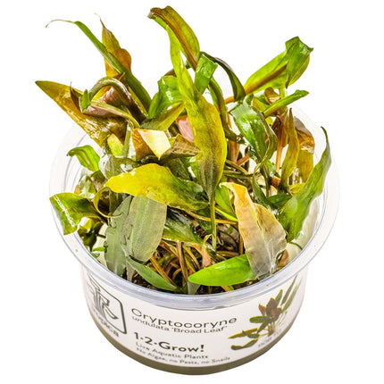 Cryptocoryne undulata 'Broad Leaf' InVitro