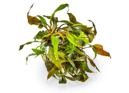 Cryptocoryne undulata 'Broad Leaf' 