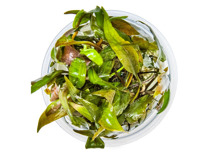 Cryptocoryne undulata 'Broad Leaf' von oben