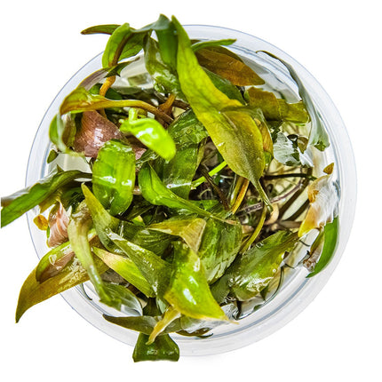 Cryptocoryne undulata 'Broad Leaf' von oben